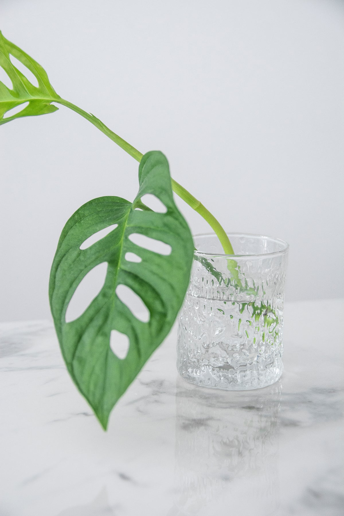 Whiskey Glass
